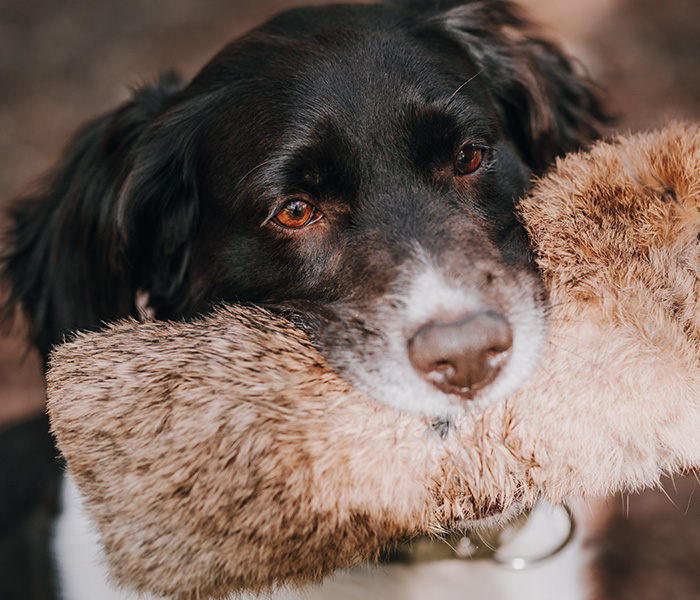 Tierfotografie